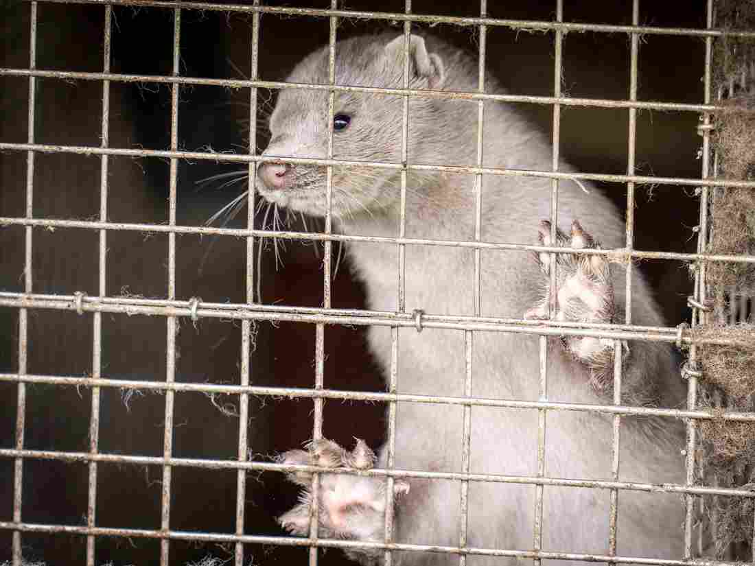 Denmark To Kill Up To 17 Million Minks After Discovering
Mutated Coronavirus 1