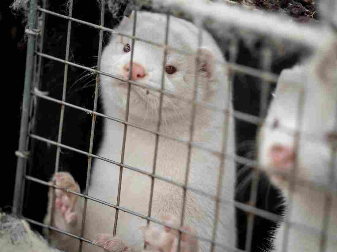 Northern Denmark In Lockdown Over Coronavirus Variant
Outbreak In Minks 1