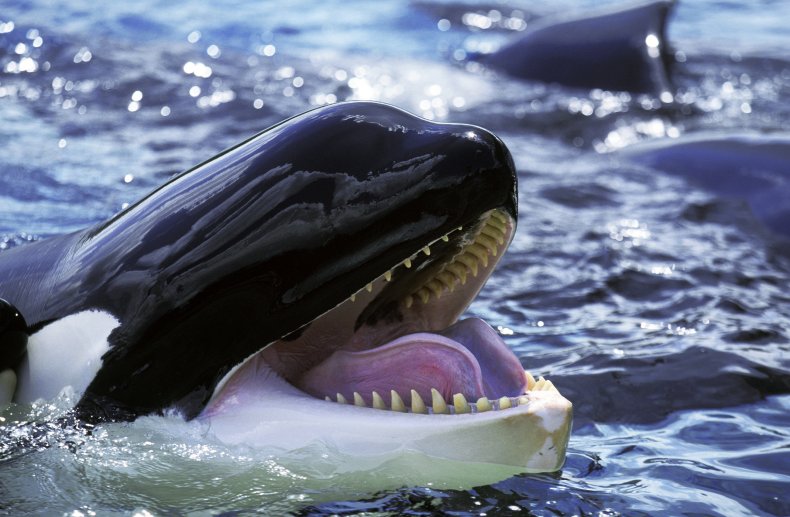 Killer Whales Who Rip Open Great White Sharks, Eat Their
Livers, May Explain Predators' Disappearance 1