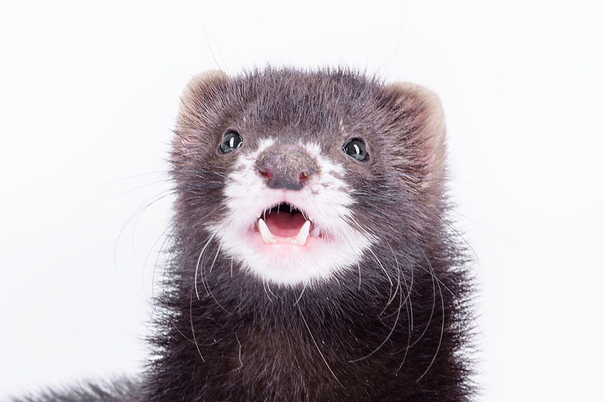 Should Americans be worried after Denmark culls mink
population over COVID-19? 1