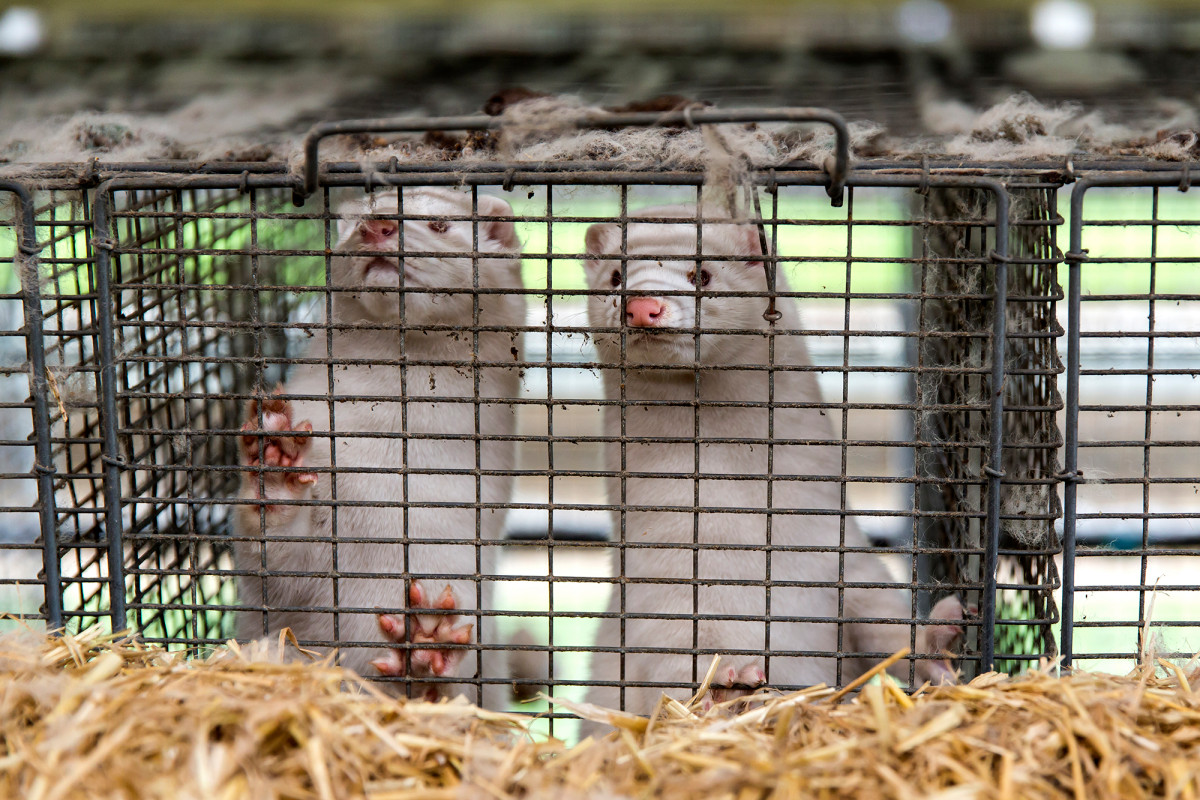 Potential COVID-19 vaccine works against mutant mink strain
in early trials 1
