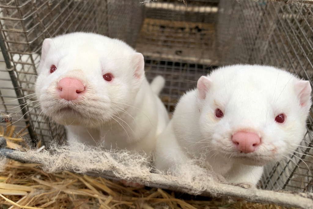 PETA slams Denmark’s planned COVID-19 mink massacre 1