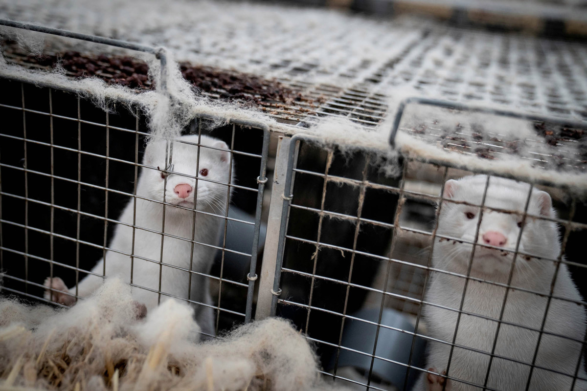 Sweden mink industry workers test positive for COVID-19 amid
mutant outbreak 1