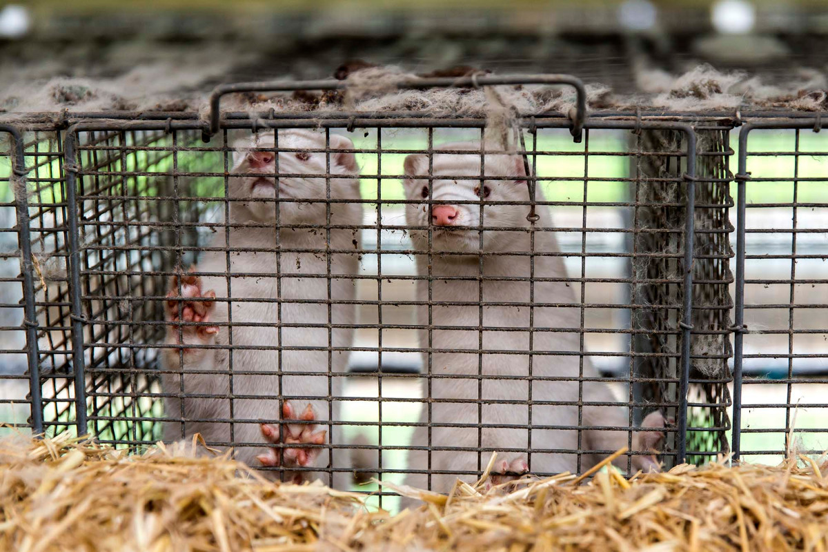 About a dozen US mink farms in quarantine as officials probe
COVID-19 outbreaks 1