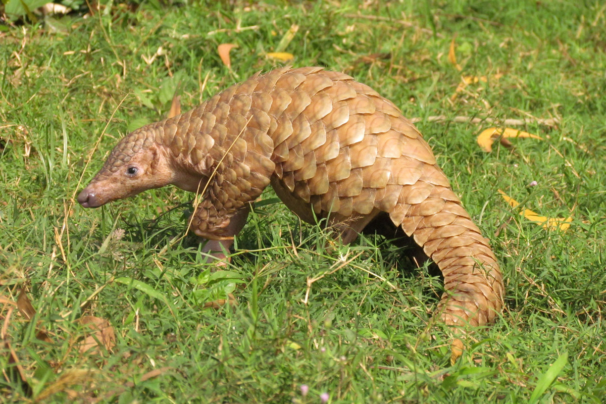 China wildlife crime prosecutions up sharply after COVID-19
outbreak 1