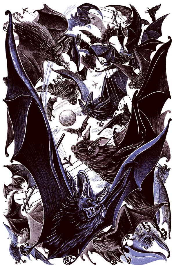 Bats and the Coronavirus 1