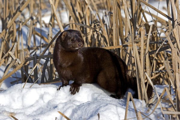 One Wild Mink Near Utah Fur Farms Tests Positive for the
Coronavirus 1