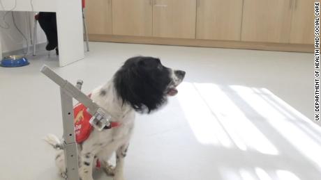 Dogs can be trained to detect Covid-19 by sniffing human
sweat, study suggests 1