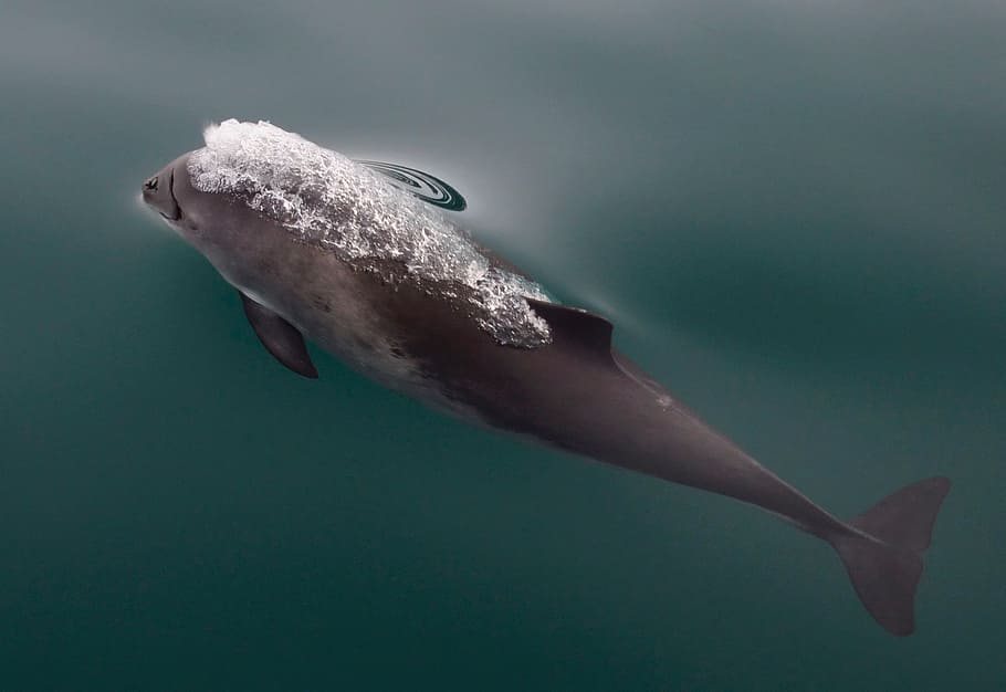 In California: Prisons report record high COVID-19
infections. And porpoises bounce back. 1 In California: Prisons report record high COVID-19
infections. And porpoises bounce back. 1