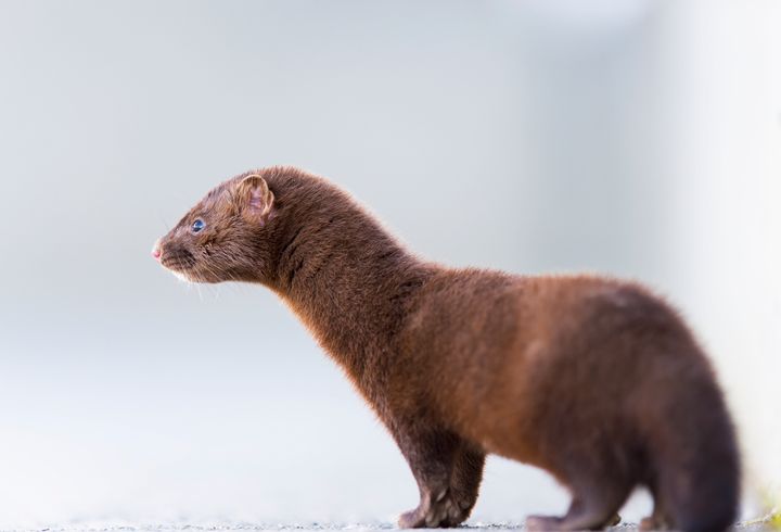 Wild Mink Tests Positive For Coronavirus In United
States 1