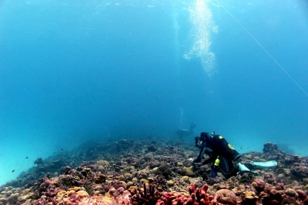 Daily Digest 12/8 – Coral Recovery During a Prolonged
Heatwave Offers New Hope, U.S. suffers deadliest week from
coronavirus 1