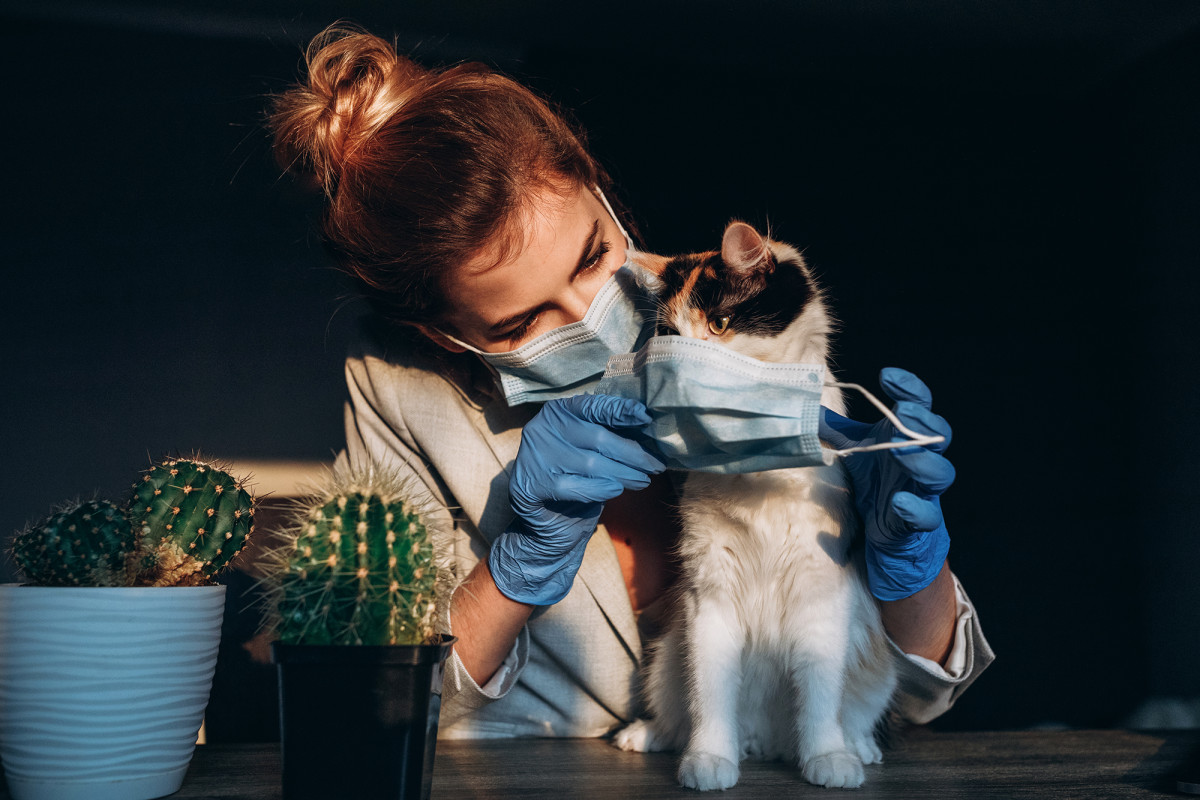 Research finds cats recover from COVID-19 faster than
humans 1