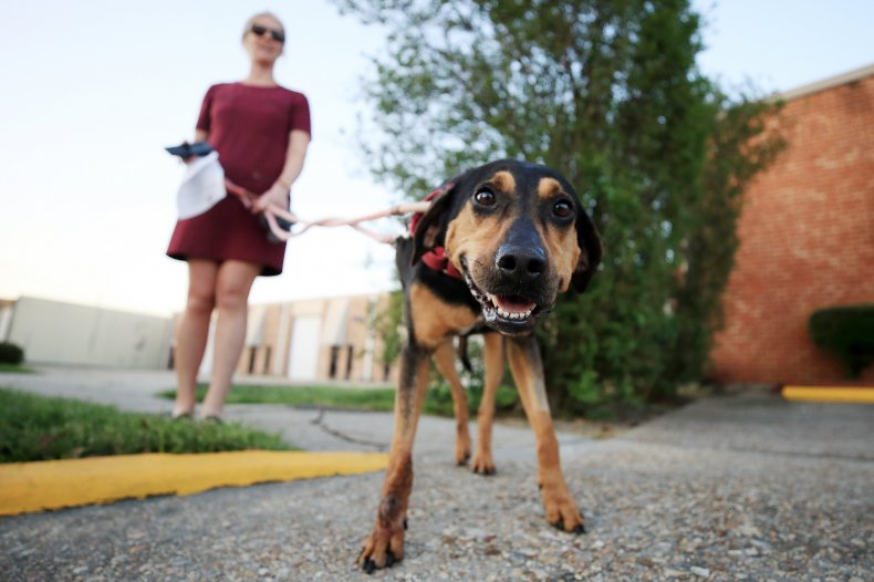 Thinking of Adopting a Pet During COVID-19? Here's What to
Know 1