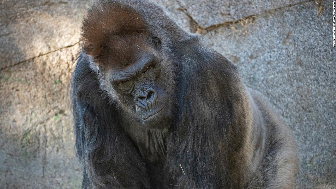 Gorilla at zoo gets monoclonal antibody therapy after being
infected with Covid-19 1