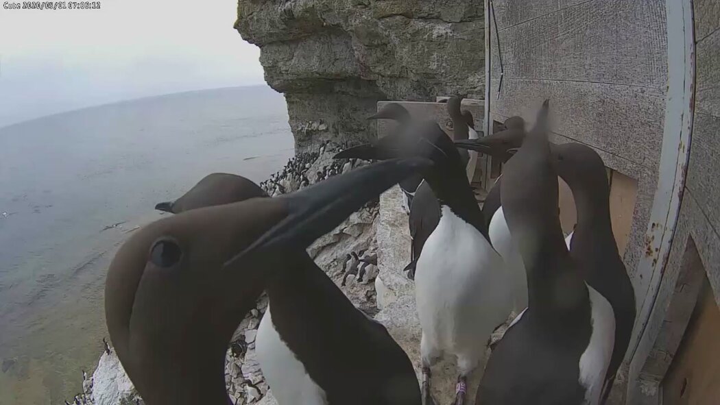 Covid-19 Kept Tourists Away. Why Did These Seabirds Miss
Them? 1