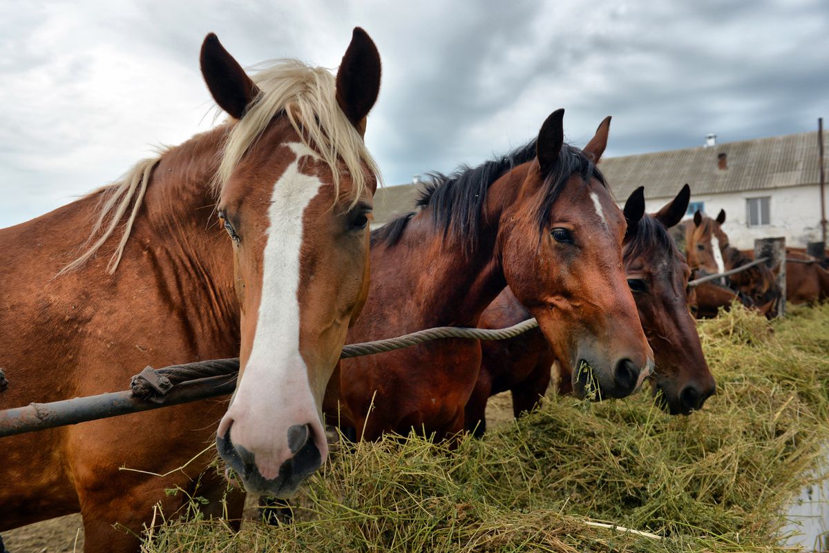 Construction company office manager accused of embezzling
$2.3 million for horse farm 1 Construction company office manager accused of embezzling
$2.3 million for horse farm 1