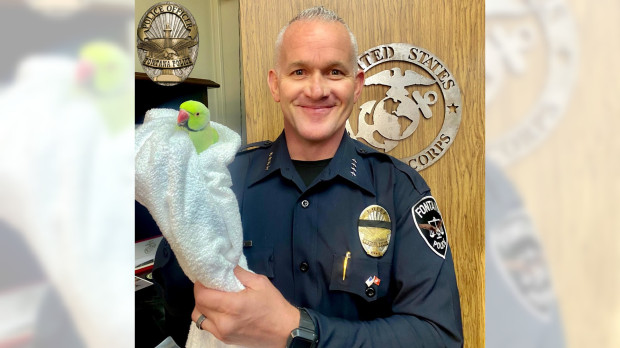 Parrot chased by hawk flies into office of California police
chief for protection 1