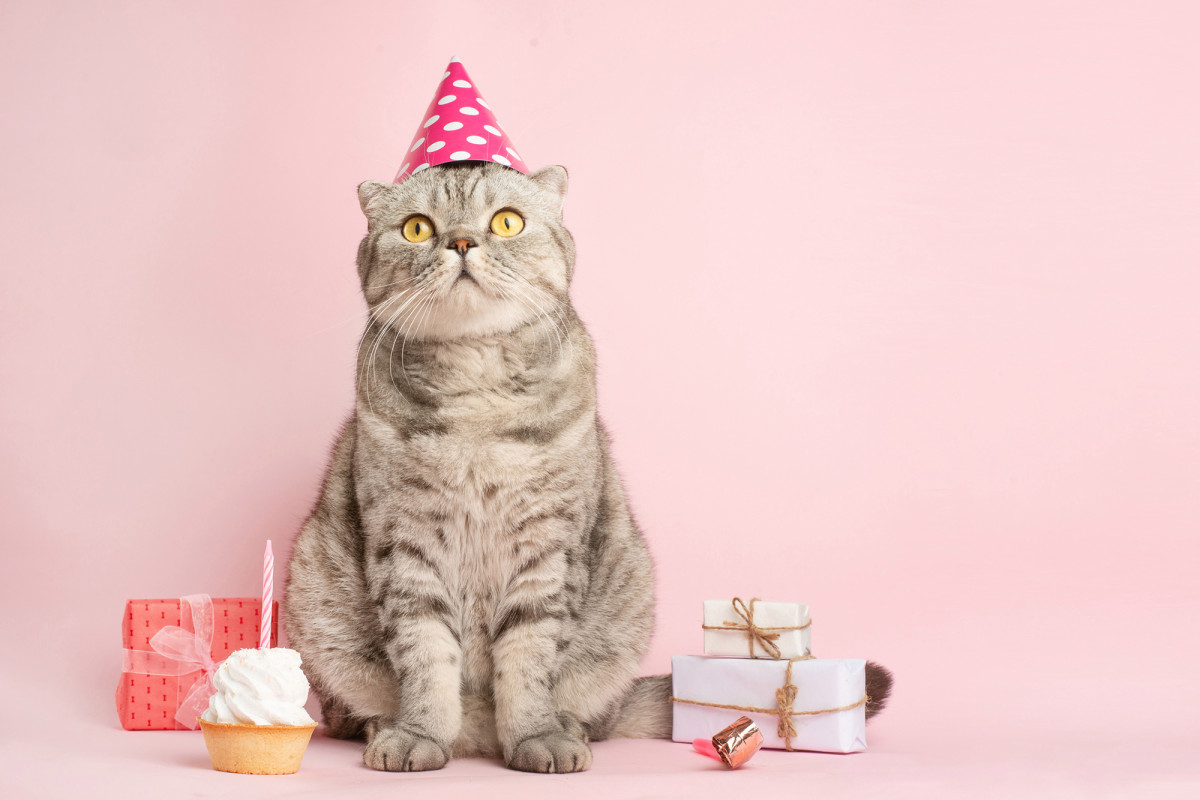 15 people catch COVID-19 after reportedly attending cat’s
birthday party 1