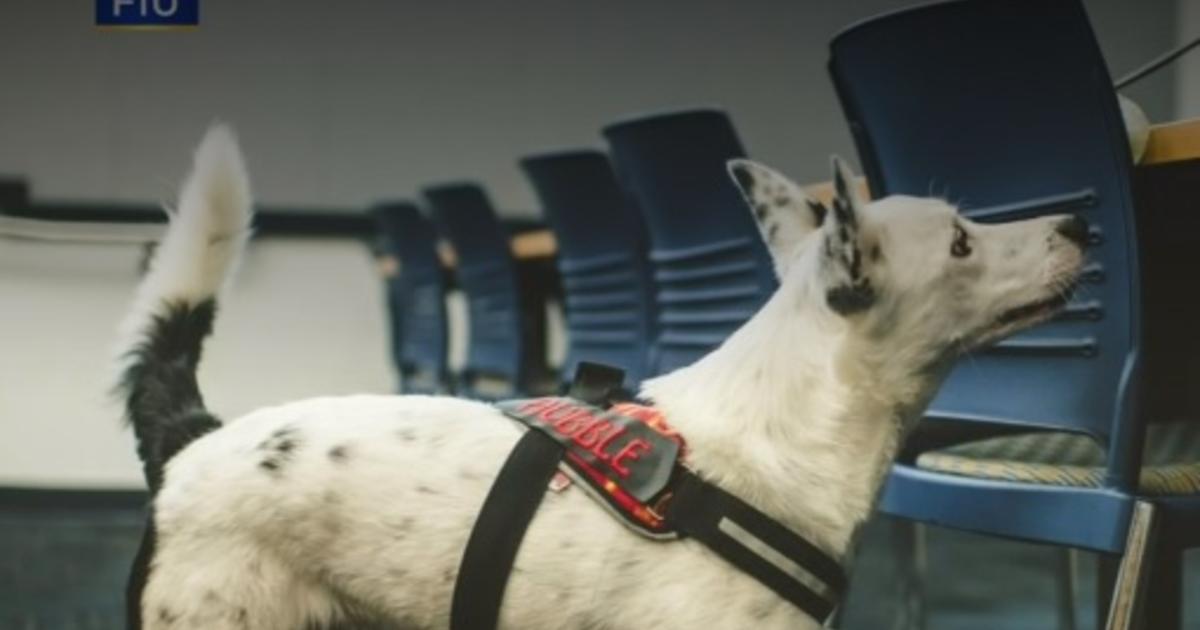 Florida university has trained dogs to detect
COVID-19 1