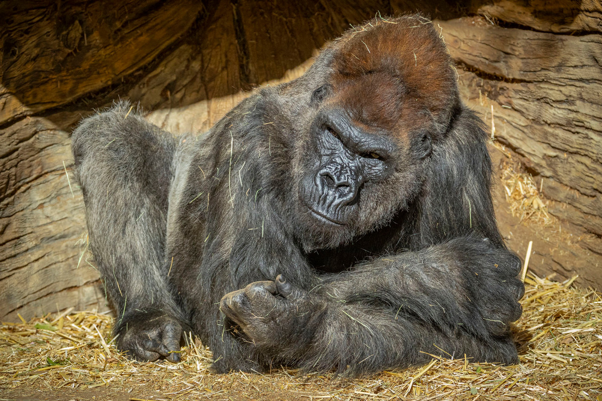 San Diego Zoo gorillas to get COVID-19 vaccine after
outbreak 1