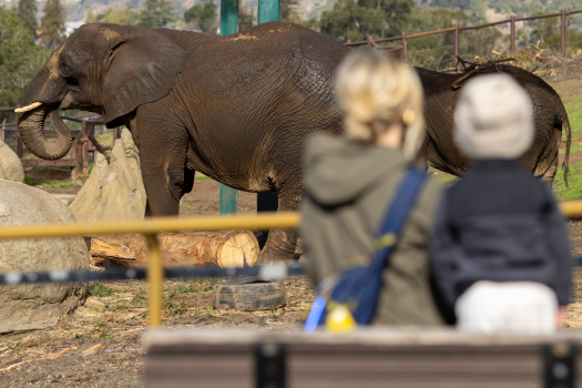 Photos: Oakland Zoo reopens to visitors 1 Photos: Oakland Zoo reopens to visitors 1
