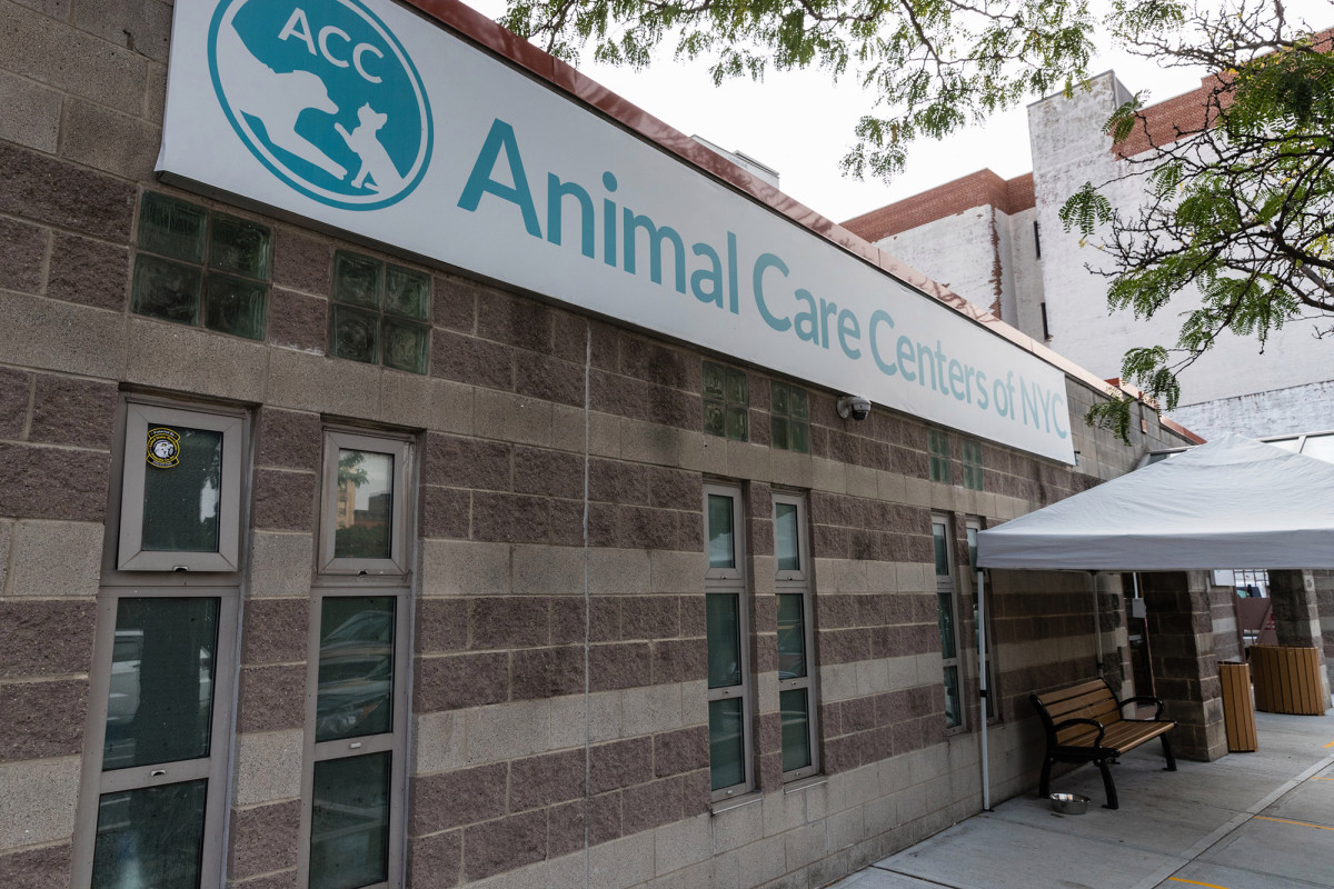 Manhattan shelter forced to relocate animals due to COVID-19
outbreak 1