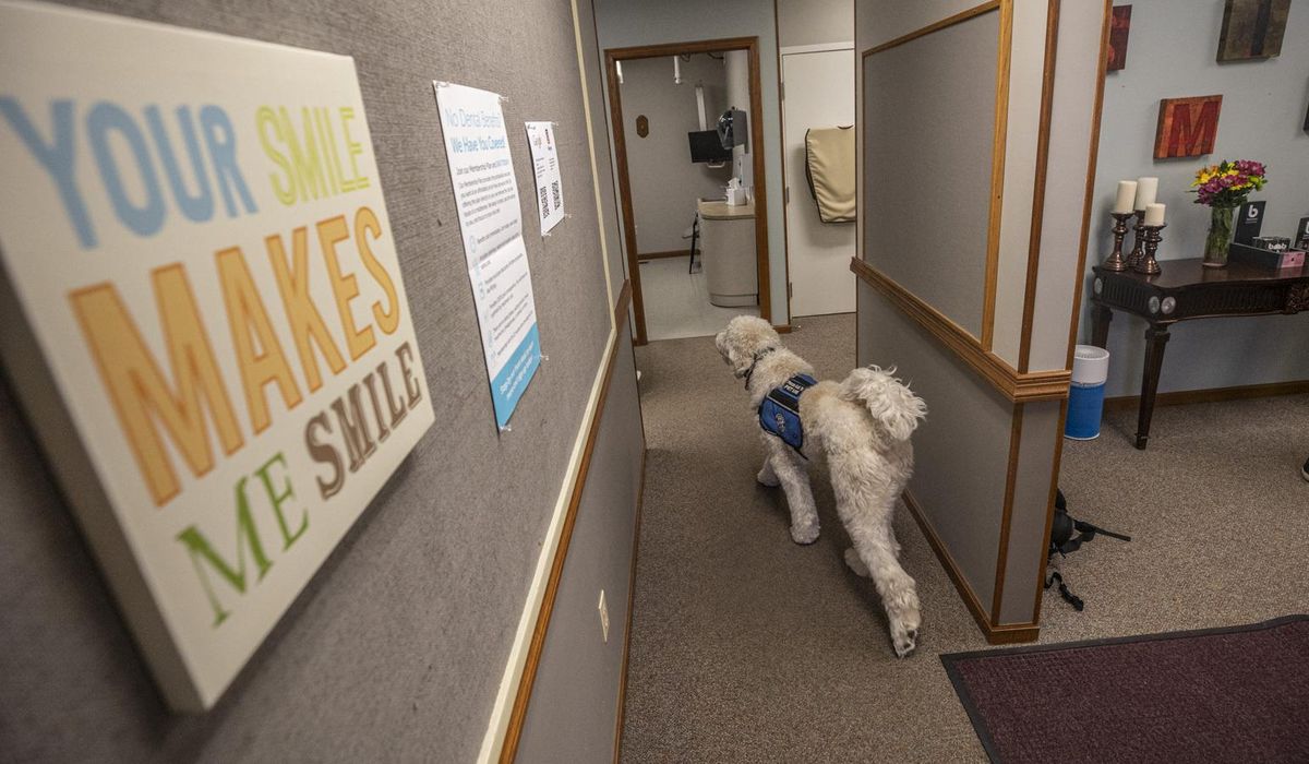 Bob the dog eases fears in this Decatur dental
office 1