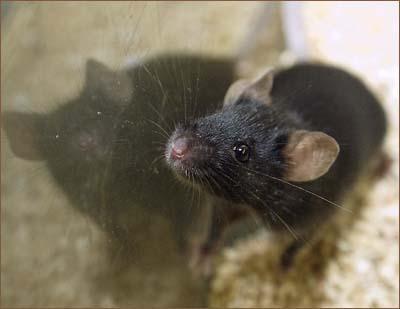 CU Boulder euthanized 124 lab mice when COVID-19 shutdown
kept researchers off campus 1