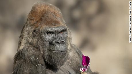 Great apes at the San Diego Zoo receive a Covid-19 vaccine
for animals 1
