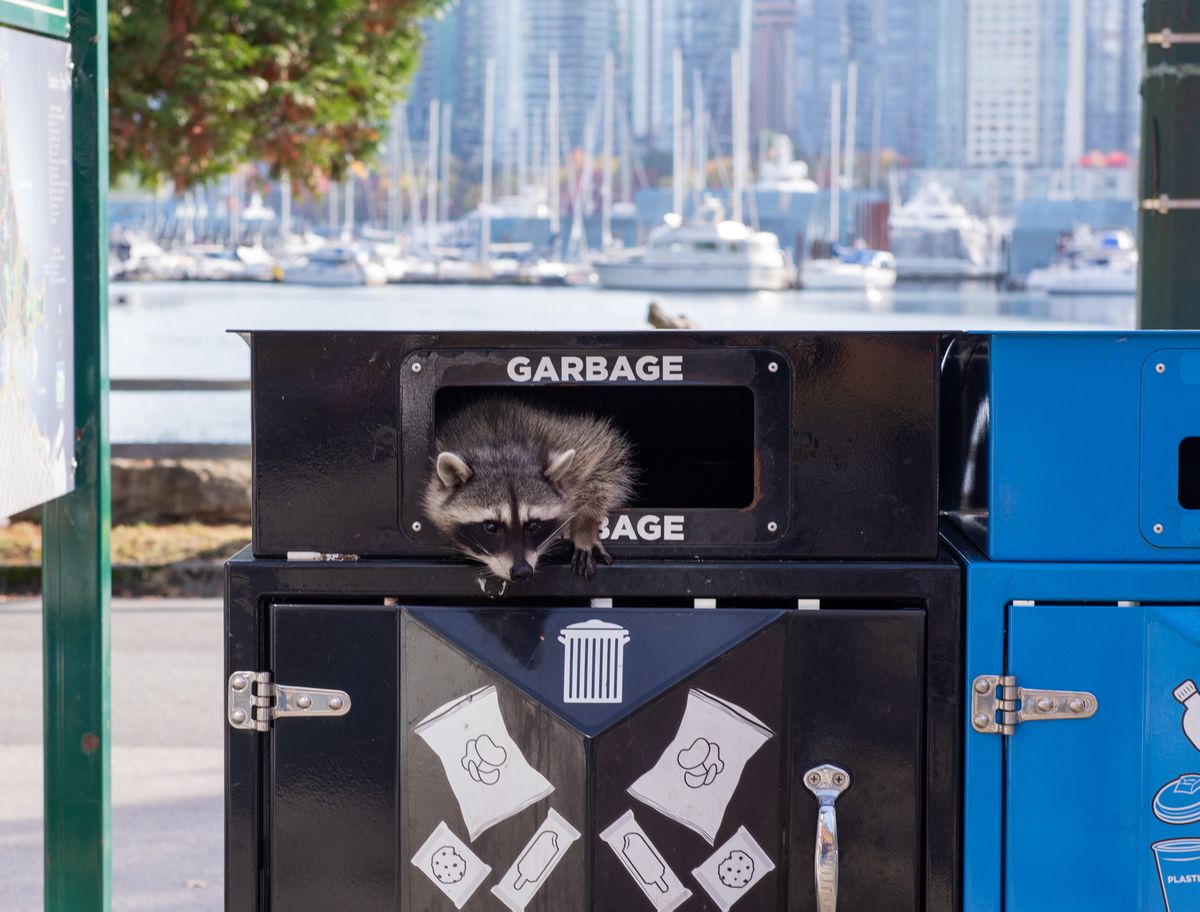 Toronto overrun by raccoons during COVID-19 lockdown:
report 1 Toronto overrun by raccoons during COVID-19 lockdown:
report 1