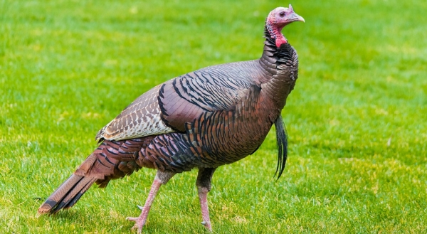 Turkey storms into, destroys dentist's office 1