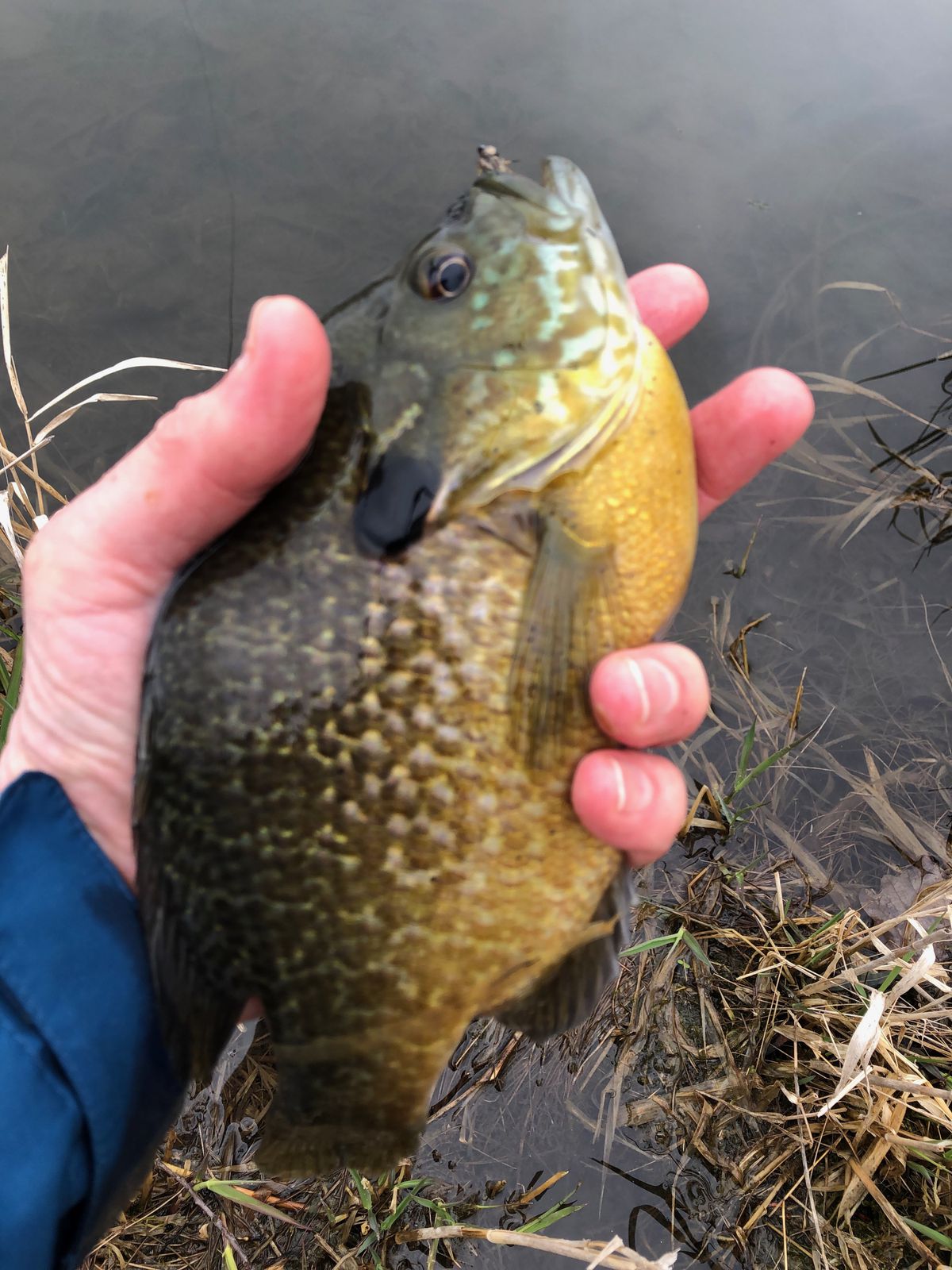 Opening day, Chicago fishing: Smelt, Heidecke, trout,
licenses, crappie and coho in Midwest Fishing Report 1