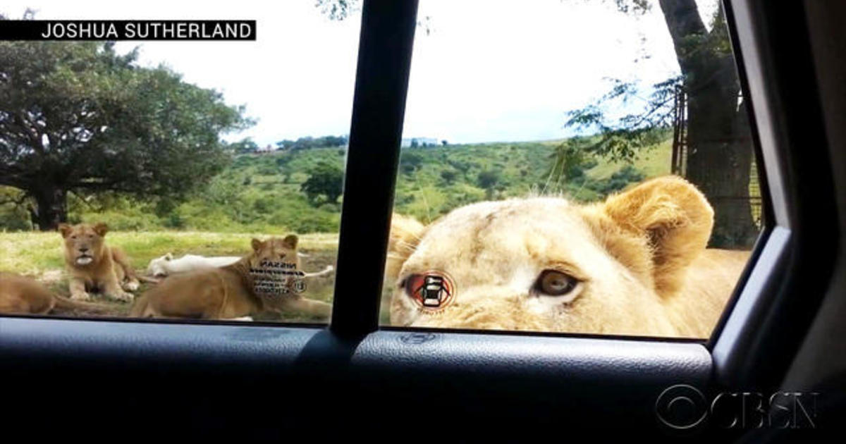 Chivarly is terrifying: Lioness opens car door for
tourists 1