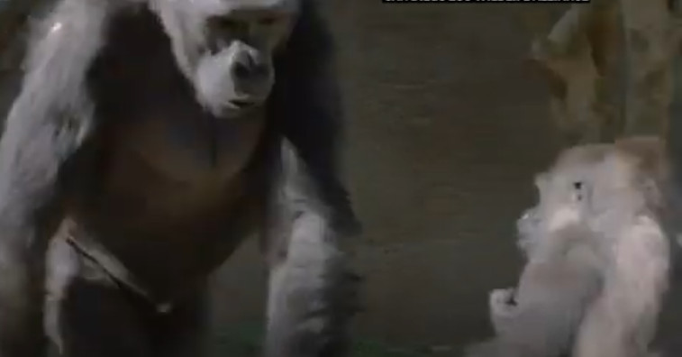 Zoos, scientists working on ways to keep people from giving
the coronavirus to animals 1