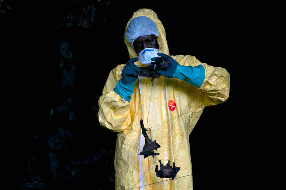 Next Pandemic: Scientists Fear Another Coronavirus Could
Jump From Animals To Humans 1