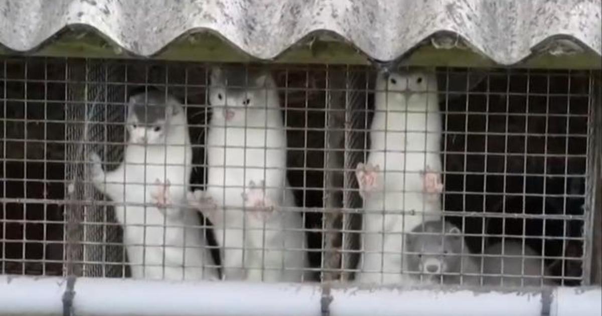 Scientists racing to develop coronavirus vaccines for
animals 1