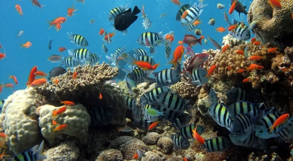 Divers find coral reef in Philippines littered with face
masks 1