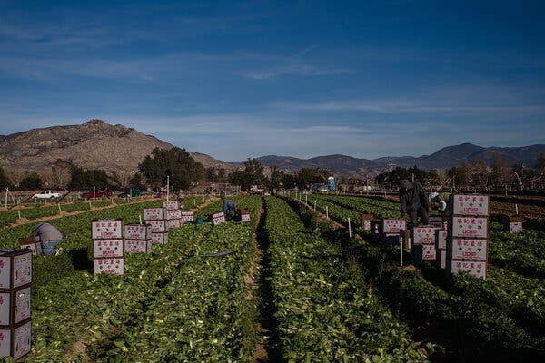 Thousands of Farmworkers Are Prioritized for the Coronavirus
Vaccine 1