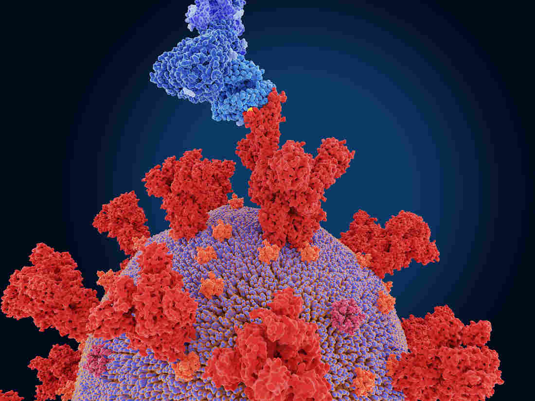 Worried About Coronavirus Variants? Here's What You Need To
Know 1
