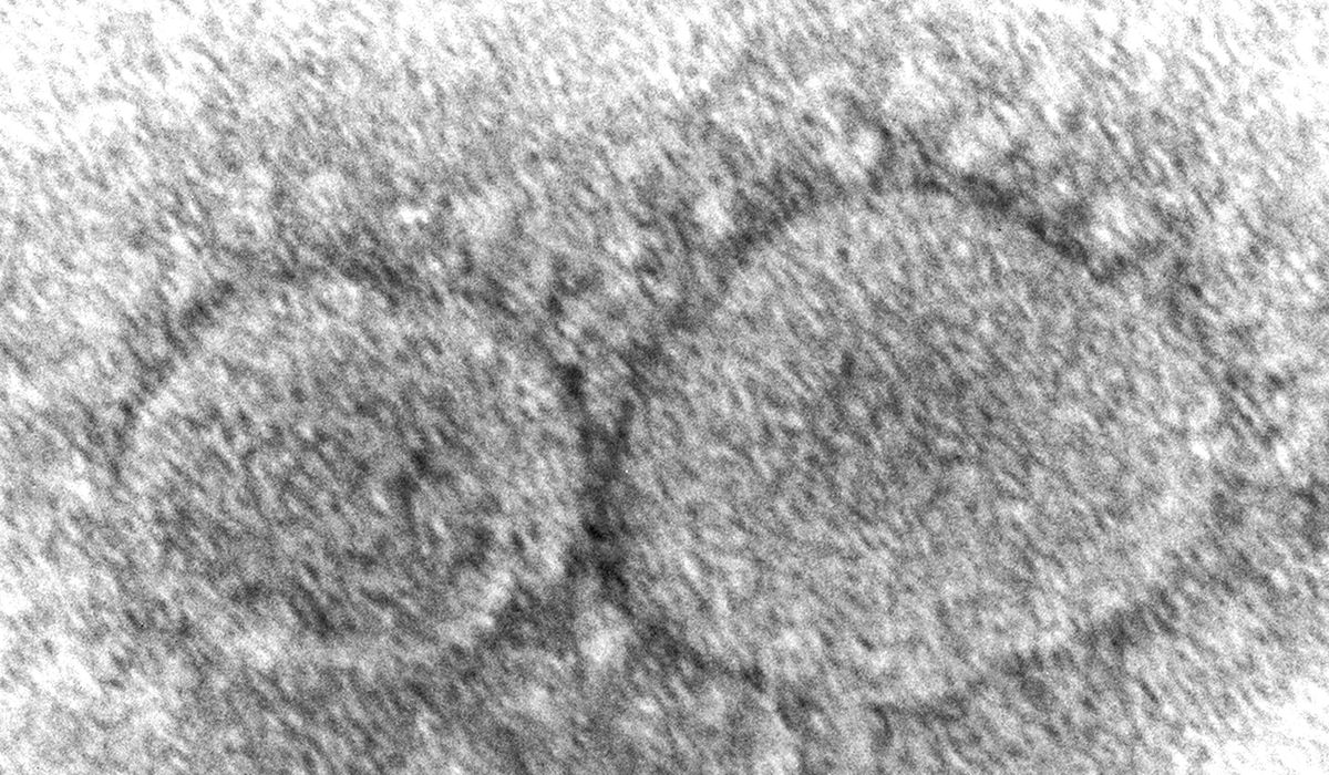 Virus experts demand new probe into origins of
COVID-19 1