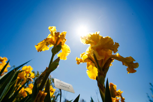 5 acres of iris blooms open for public viewing in San
Jose 1