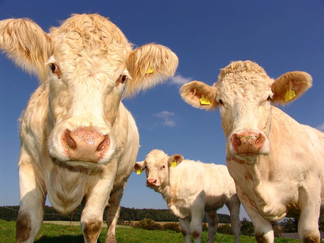 In California: Golden State coronavirus case rate now the
lowest in the contiguous U.S. 1