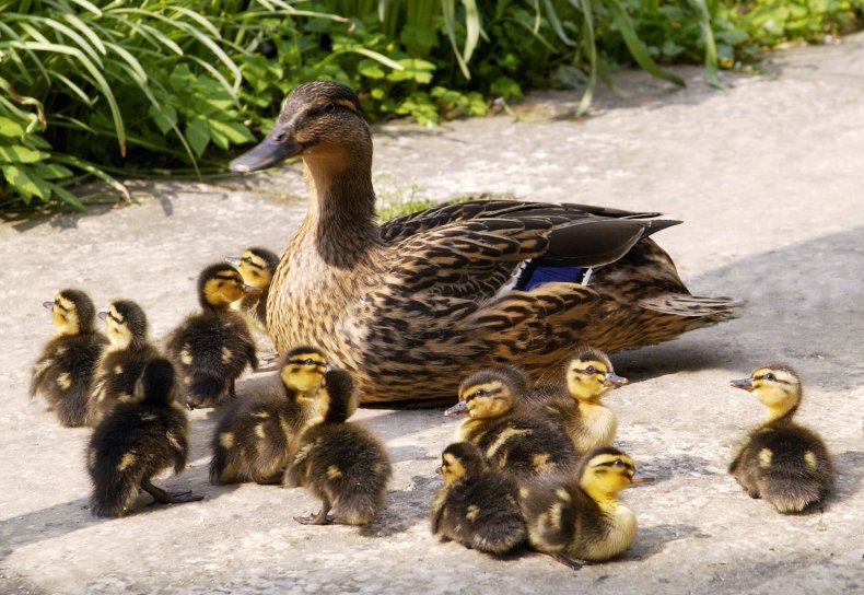 Animal Control Officer Saves Ducklings From Storm Drain in
Ingenious Way 1