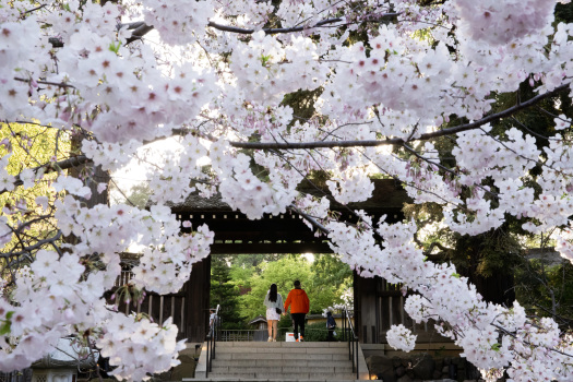 Photos: Hakone opens gardens for daytime (and nighttime)
cherry blossom viewing 1