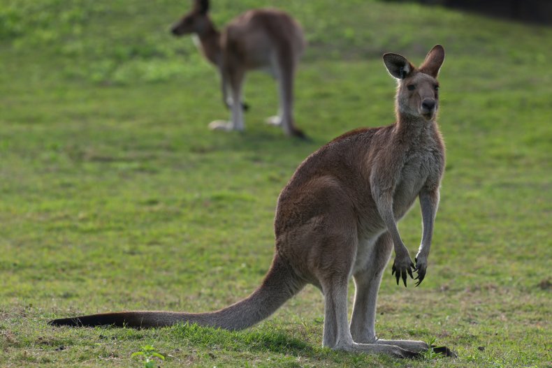 Fears That 'Beloved' Kangaroo Will Be Shot for Pet Food
Sparks Protest 1