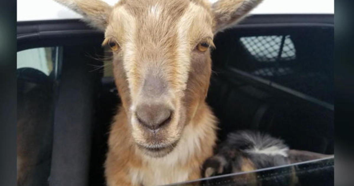 Maine police officer tracks down 2 escaped goats 1