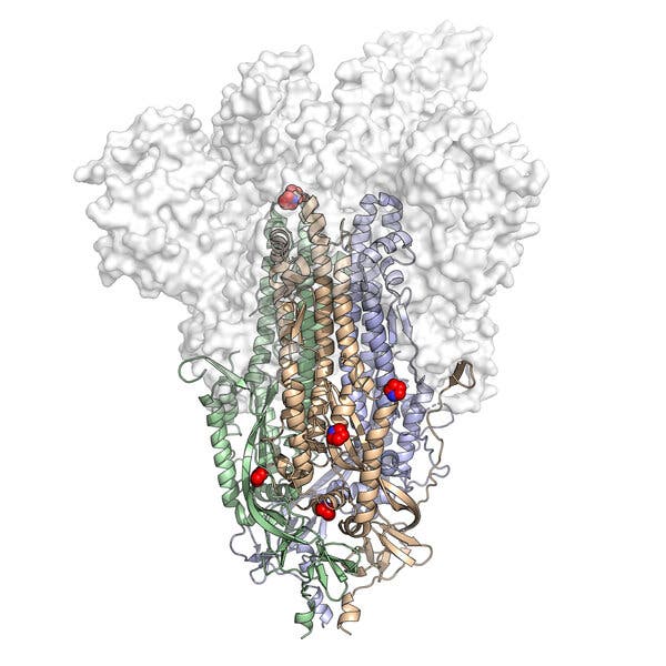 Researchers Are Hatching a Low-Cost Coronavirus
Vaccine 1