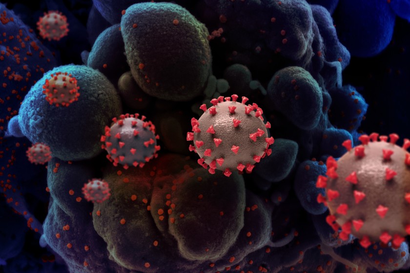 South African and Brazilian coronavirus variants land in
L.A. 1