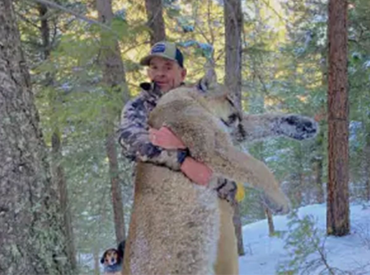 Alleged cop-beating Capitol rioter under house arrest after
shooting a mountain lion 1 Alleged cop-beating Capitol rioter under house arrest after
shooting a mountain lion 1