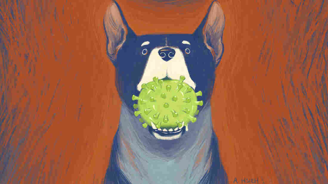 A New, Infectious Coronavirus Is Detected In Malaysia – And
It's Coming From Dogs 1 A New, Infectious Coronavirus Is Detected In Malaysia – And
It's Coming From Dogs 1